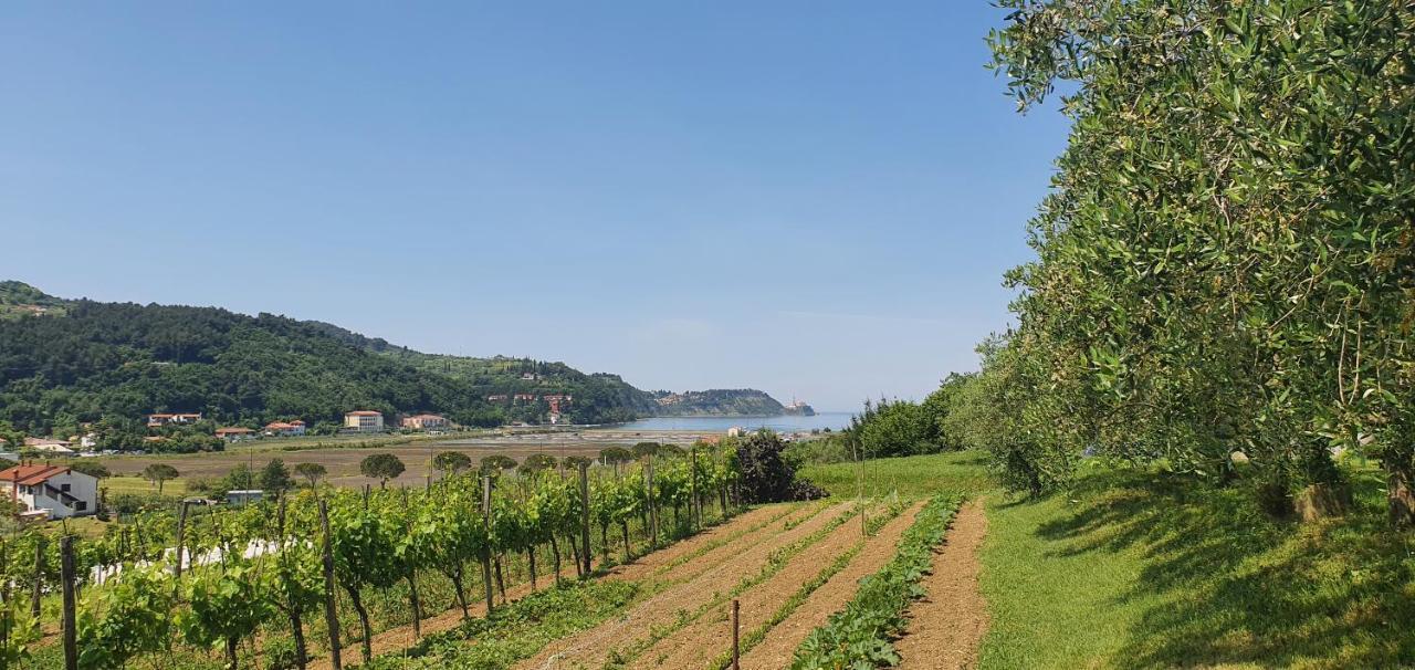Apartma Nana Strunjan Portorož Exteriér fotografie